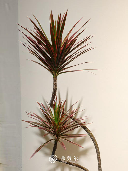 彩绘陶盆千年木 商品图1