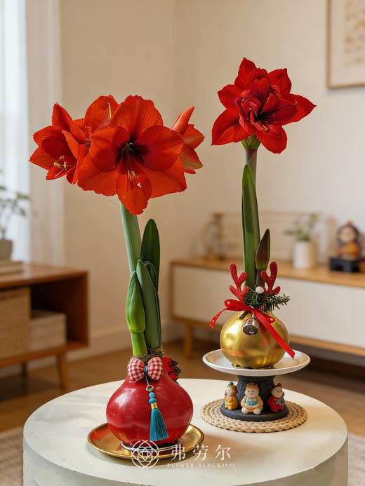 朱顶红 商品图0