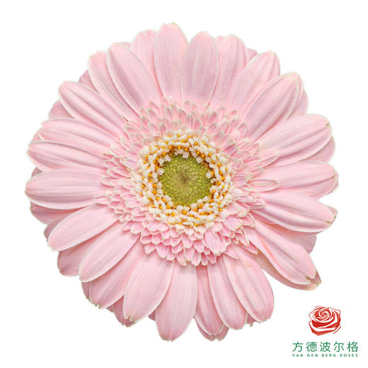 非洲菊 米菲 XS 10枝一扎 商品图0