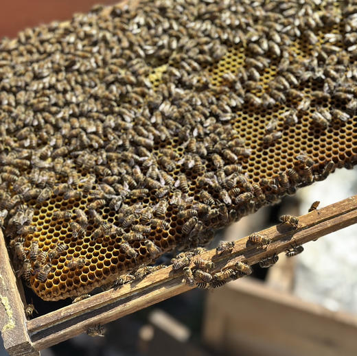 桃源深山新鲜蜂蜜冬蜜2斤装 商品图11