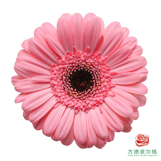 非洲菊 皮克利 XS 10枝一扎 商品图0