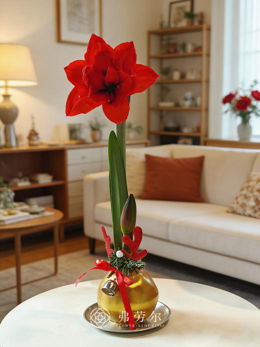 朱顶红 商品图1