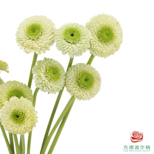重瓣非洲菊 都灵 10枝一扎 商品图2