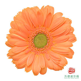 非洲菊 嘉儿 XS 10枝一扎