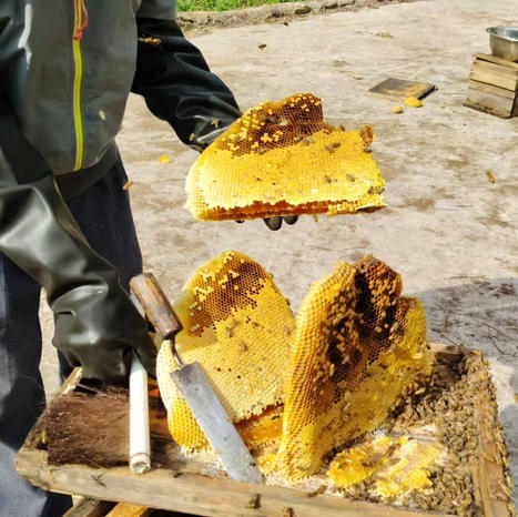 桃源深山新鲜蜂蜜冬蜜2斤装 商品图3