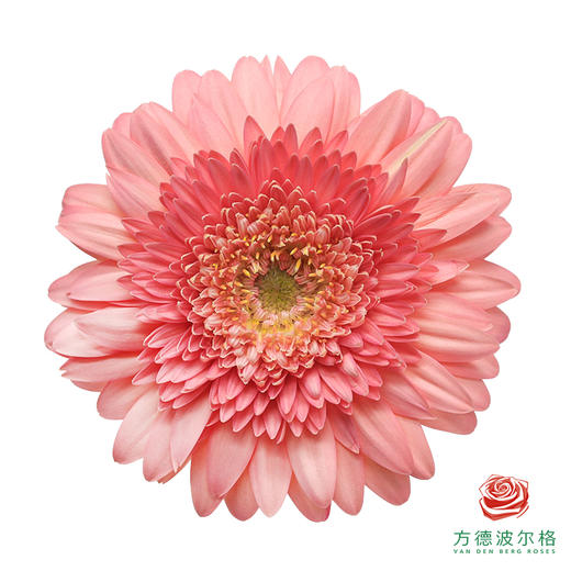 非洲菊 霍克 XS 10枝一扎 商品图0