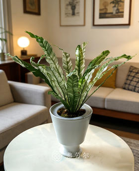 水培火焰鸟巢蕨