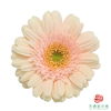 非洲菊 圣托里尼 XS 10枝一扎 商品缩略图0