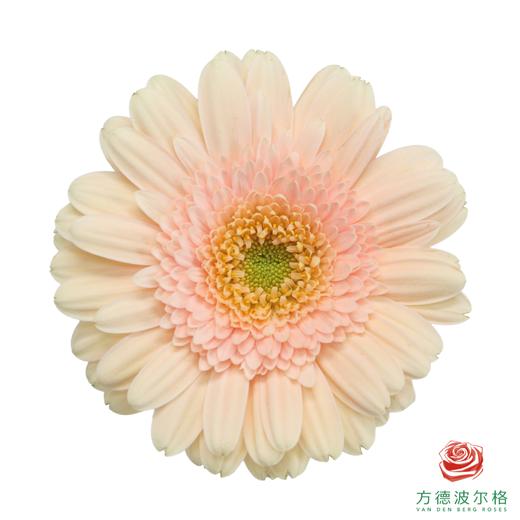 非洲菊 圣托里尼 XS 10枝一扎 商品图0