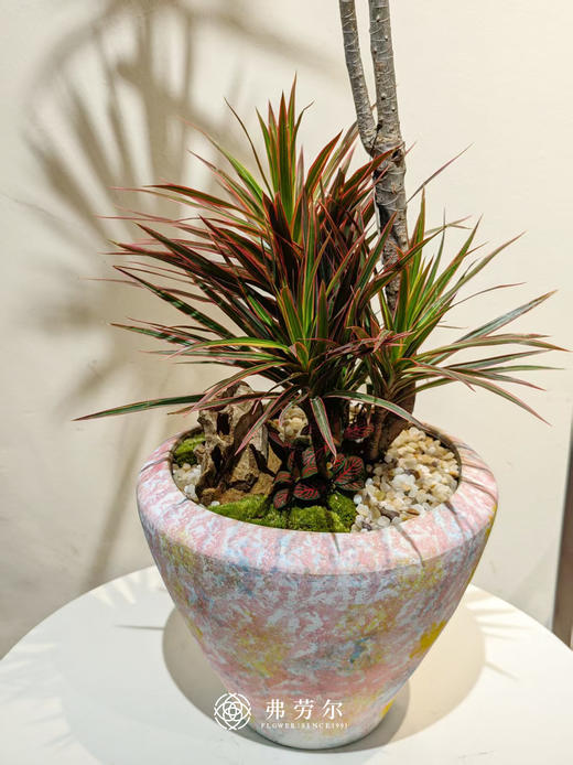 彩绘陶盆千年木 商品图2