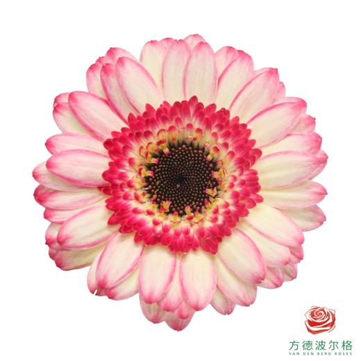 非洲菊 欢乐时光 XS 10枝一扎 商品图0