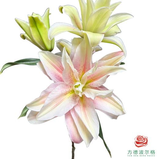 重瓣百合-莎米拉 商品图0