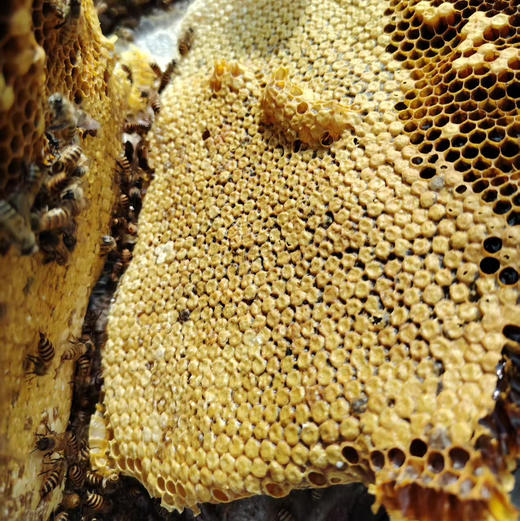 桃源深山新鲜蜂蜜冬蜜2斤装 商品图9