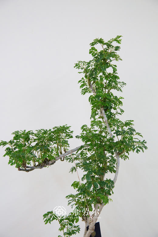 芹叶福禄桐 商品图1