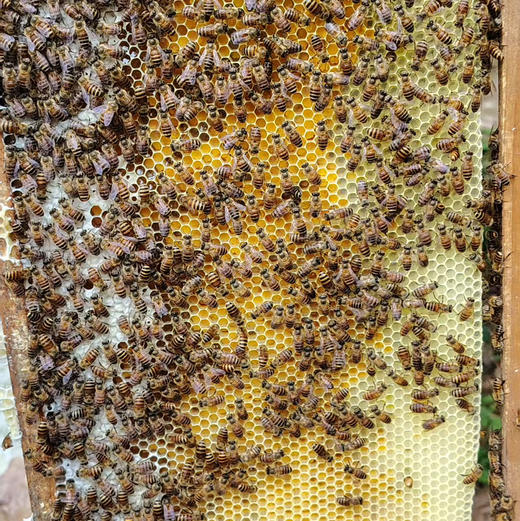 桃源深山新鲜蜂蜜冬蜜2斤装 商品图4