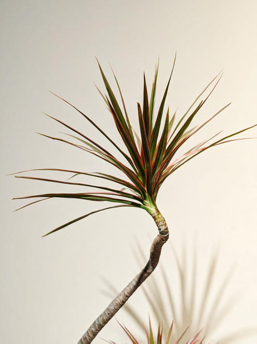 黑白陶盆千年木 商品图1