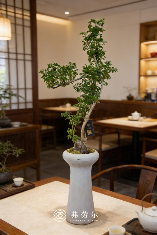 芹叶福禄桐 商品图0