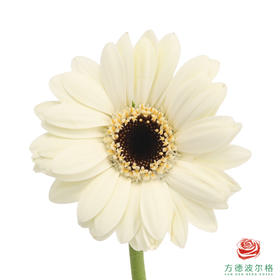 非洲菊 提米  XS 10枝一扎