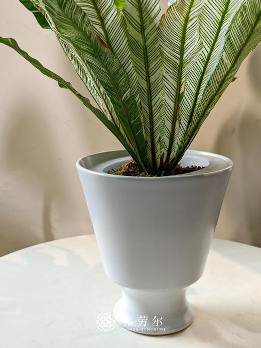 水培火焰鸟巢蕨 商品图2