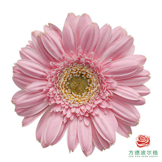 非洲菊 克鲁鲁 XS 10枝一扎 商品图0