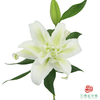 重瓣百合-白色 5枝一扎 商品缩略图1