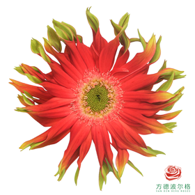 卷边非洲菊 哈瓦那  10枝一扎