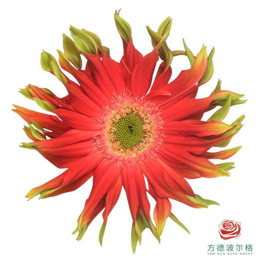 卷边非洲菊 哈瓦那  10枝一扎 商品图0