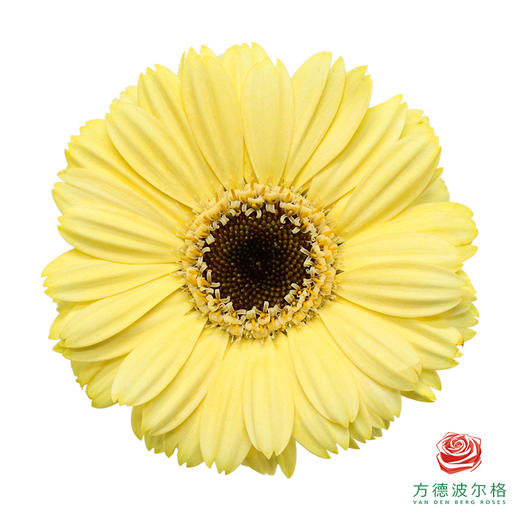 非洲菊 瑞吉儿  XS 10枝一扎 商品图0