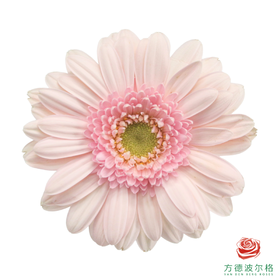 非洲菊 华沙 XS 10枝一扎