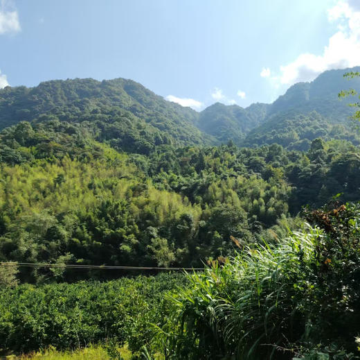 桃源深山新鲜蜂蜜冬蜜2斤装 商品图8