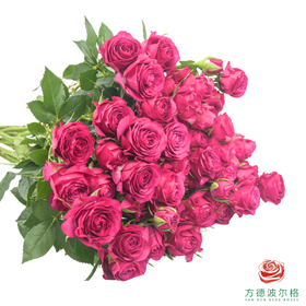 嘉荷多头- 梅兰妮 10枝一扎