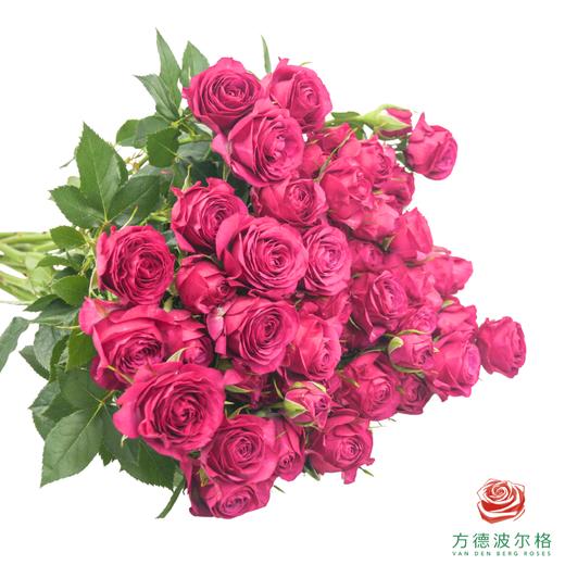 梅兰妮 10枝一扎 商品图0