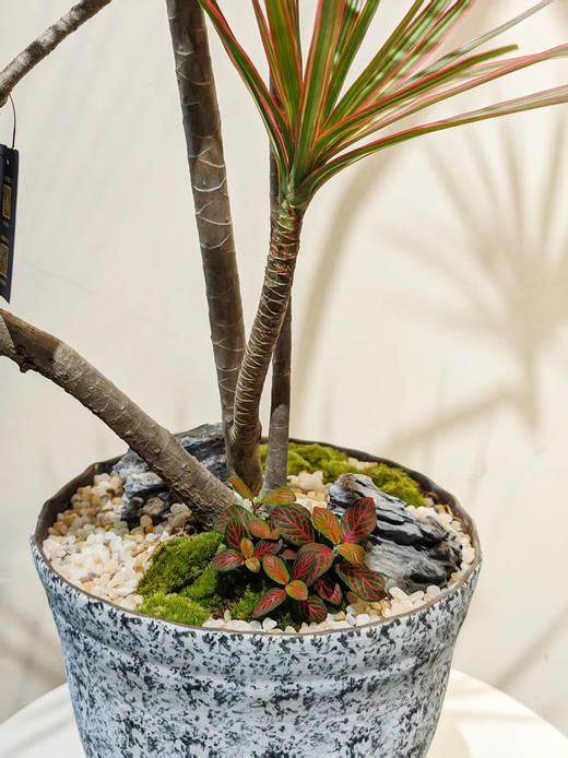 黑白陶盆千年木 商品图2