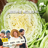 生态大白菜（竹筒青，包邮）| 绿家自产* Eco-baby Chinese cabbage group-buy | Self-production 商品缩略图0