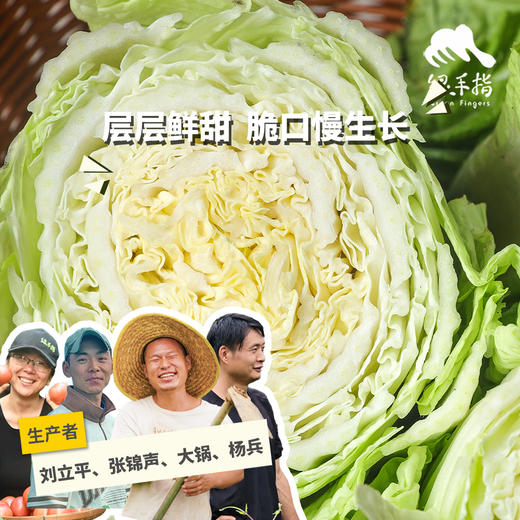 生态大白菜（竹筒青，包邮）| 绿家自产* Eco-baby Chinese cabbage group-buy | Self-production 商品图0