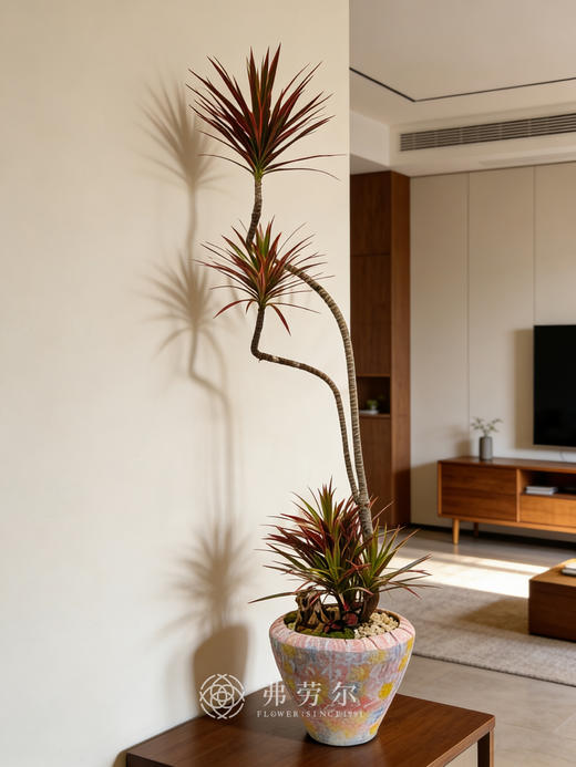 彩绘陶盆千年木 商品图0