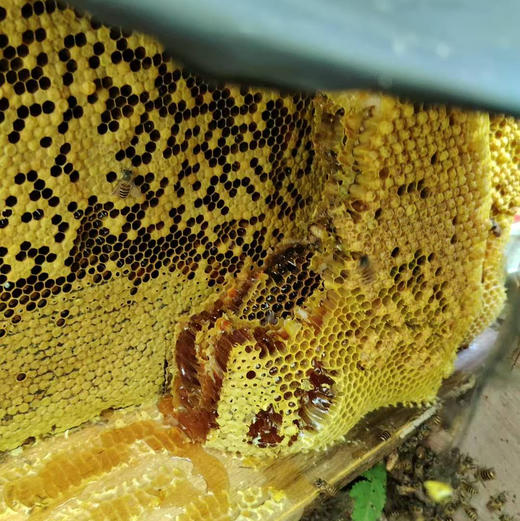 桃源深山新鲜蜂蜜冬蜜2斤装 商品图7