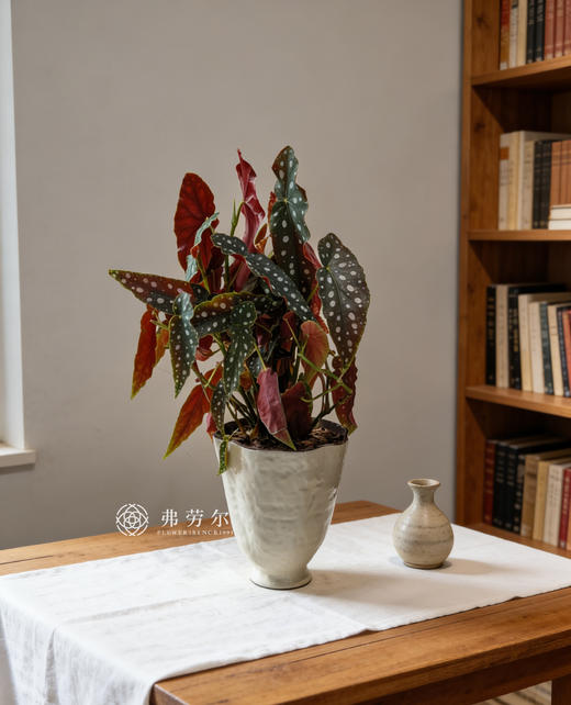 白盆鳟鱼秋海棠 商品图0