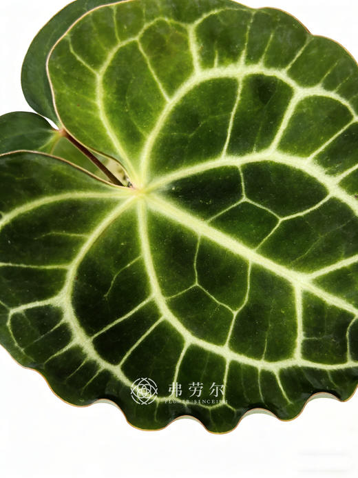 高脚盆克莱恩花烛 商品图2