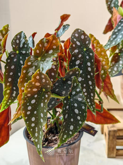 高脚盆鳟鱼秋海棠 商品图2