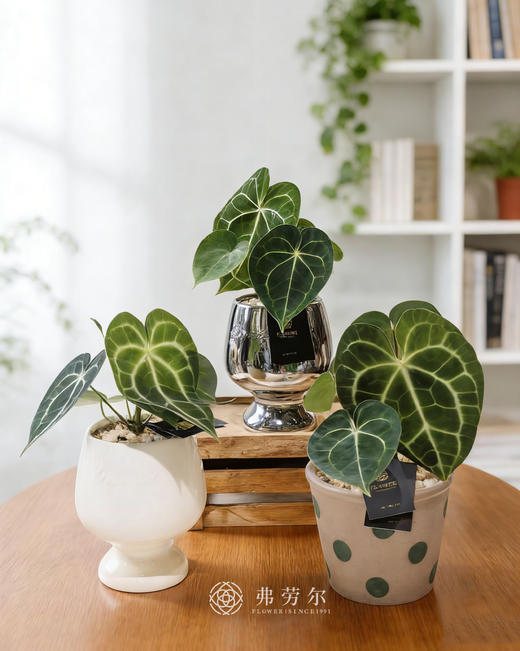 高脚盆克莱恩花烛 商品图0