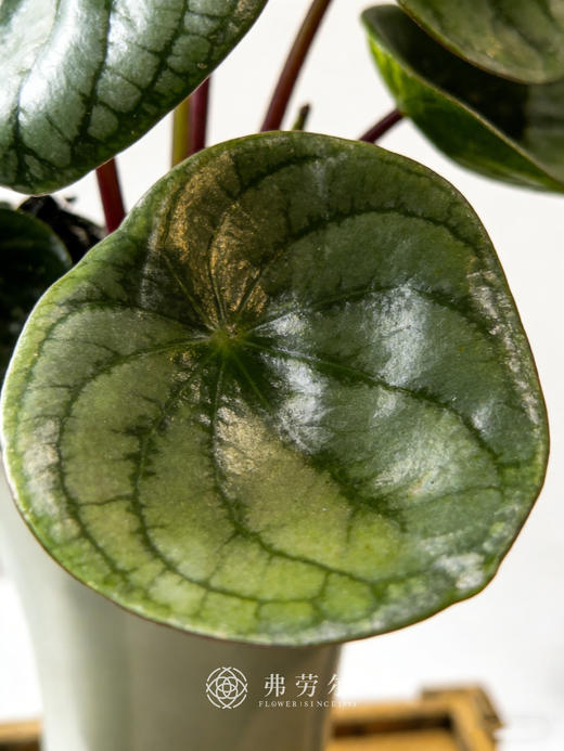 白盆西瓜皮 商品图1