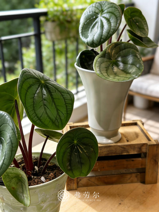 白盆西瓜皮 商品图0