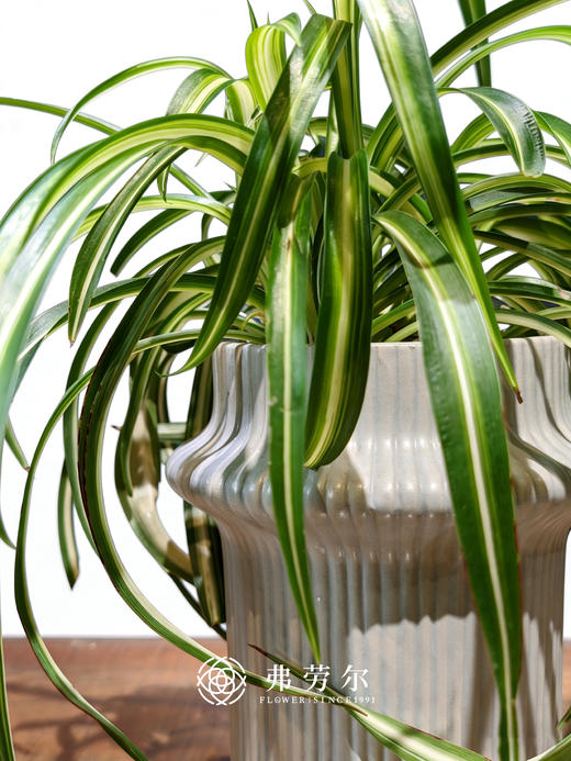 卷边吊兰 商品图1