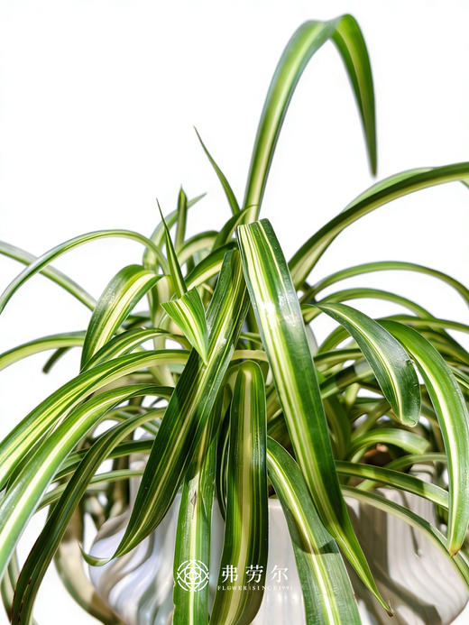 卷边吊兰 商品图2