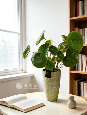 福寿秋海棠（陶盆高）