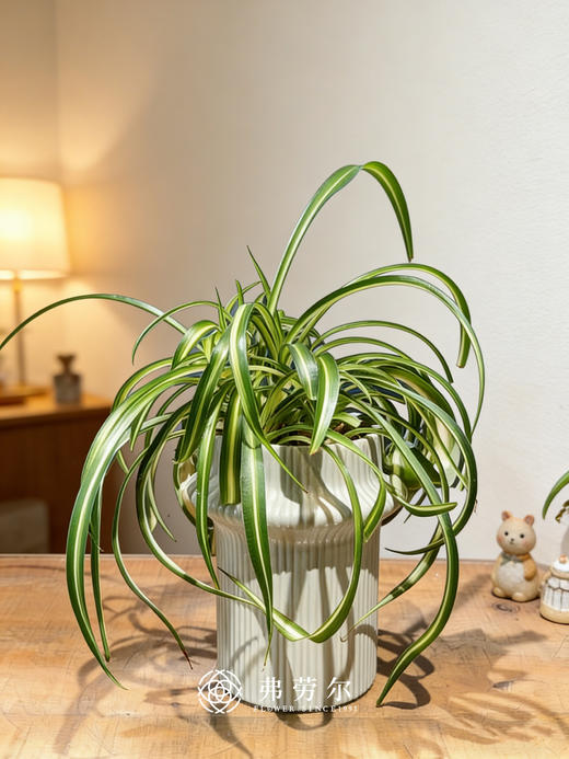 卷边吊兰 商品图0