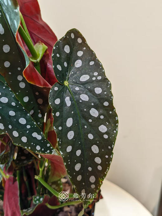 白盆鳟鱼秋海棠 商品图2