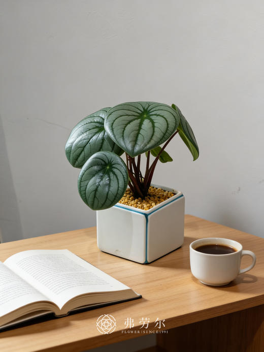 方盆西瓜皮 商品图1