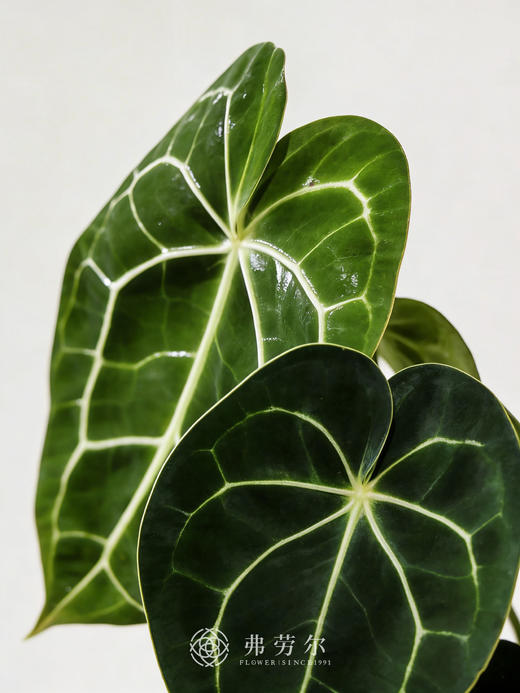 高脚盆克莱恩花烛 商品图1